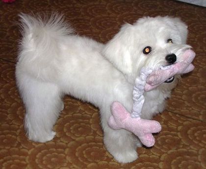 Стрижка мальтезе "под щенка" Стрижка мальтезе "под щенка"